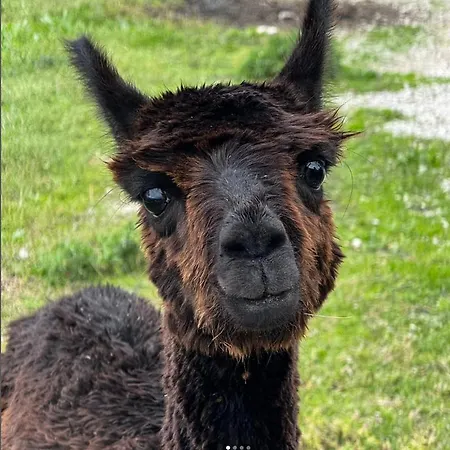 Maridiana Alpaca Country House-2